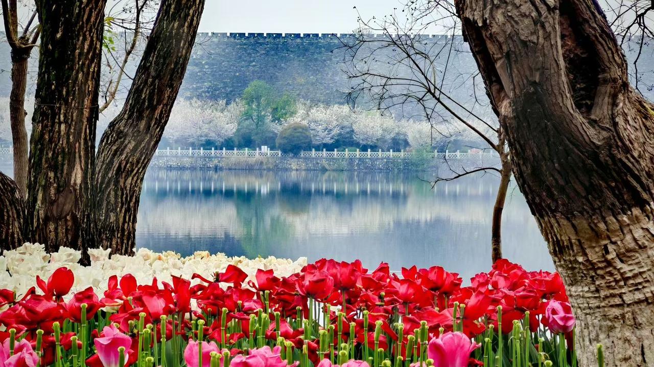 古城墙下，春水如镜，郁金香开得热烈，樱花漫得温柔，一帧帧都是春日写给人间的浪漫。