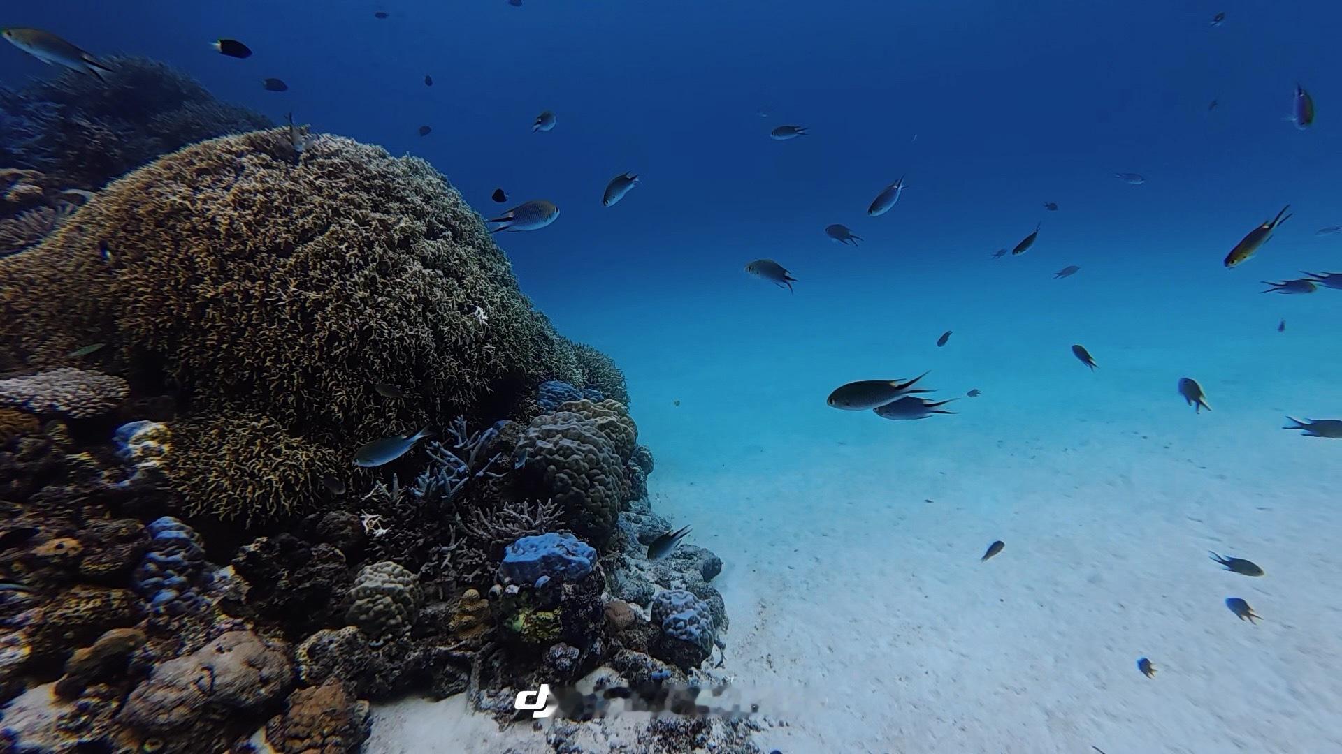 🪸🐠🐡diving🤿🫧  ​​​