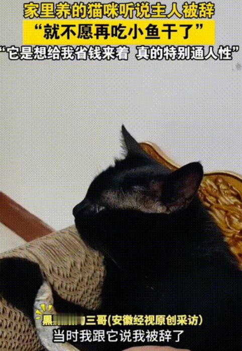 万物有灵！河北燕郊，男子被辞退了，回家后心情不好就跟家里的小猫抱怨念叨了几句，没