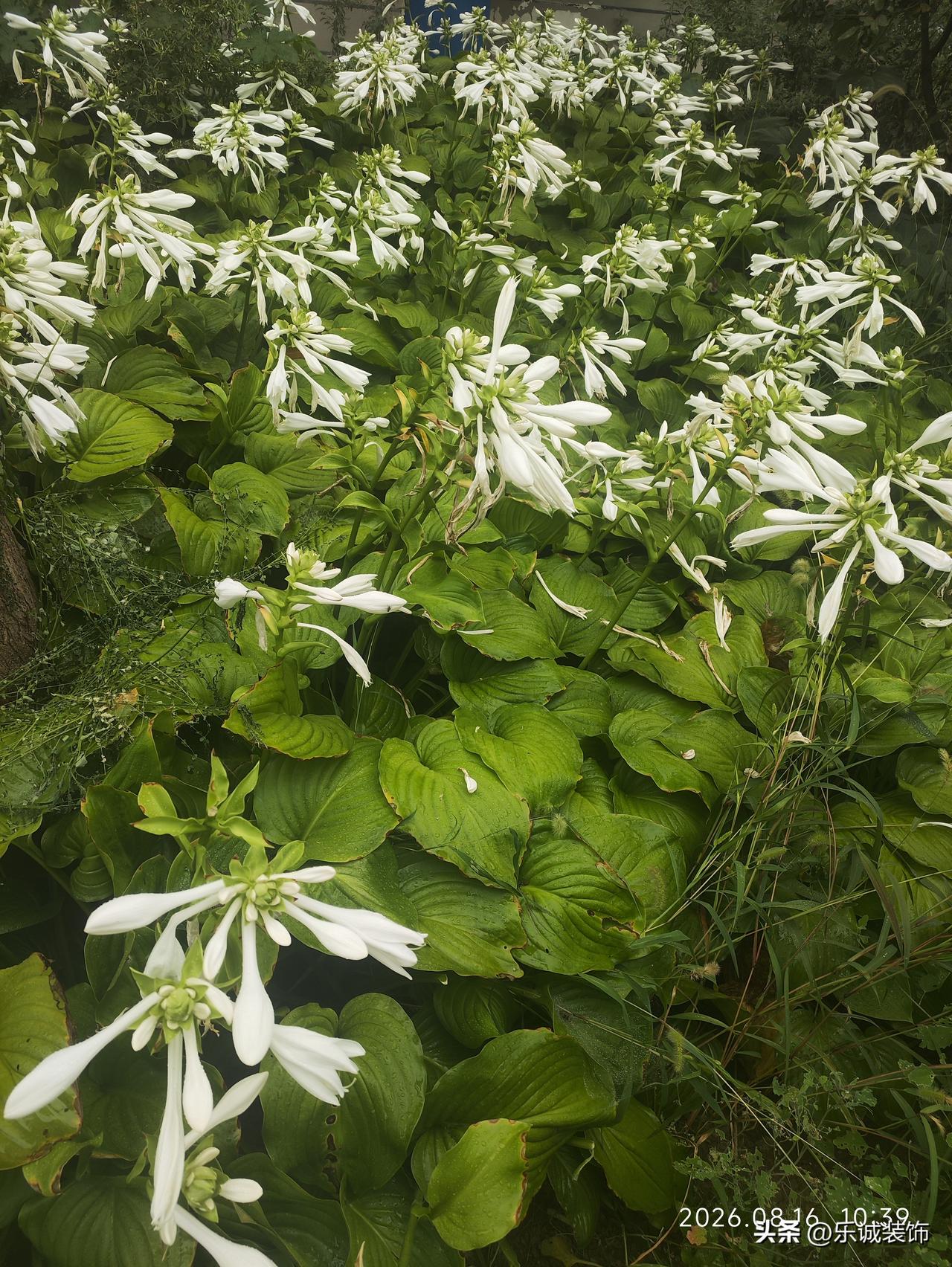 满丛玉簪素白清雅，朵朵白花似玉簪轻垂，莹润洁净。阔大的绿叶苍翠肥厚，层层叠叠，衬
