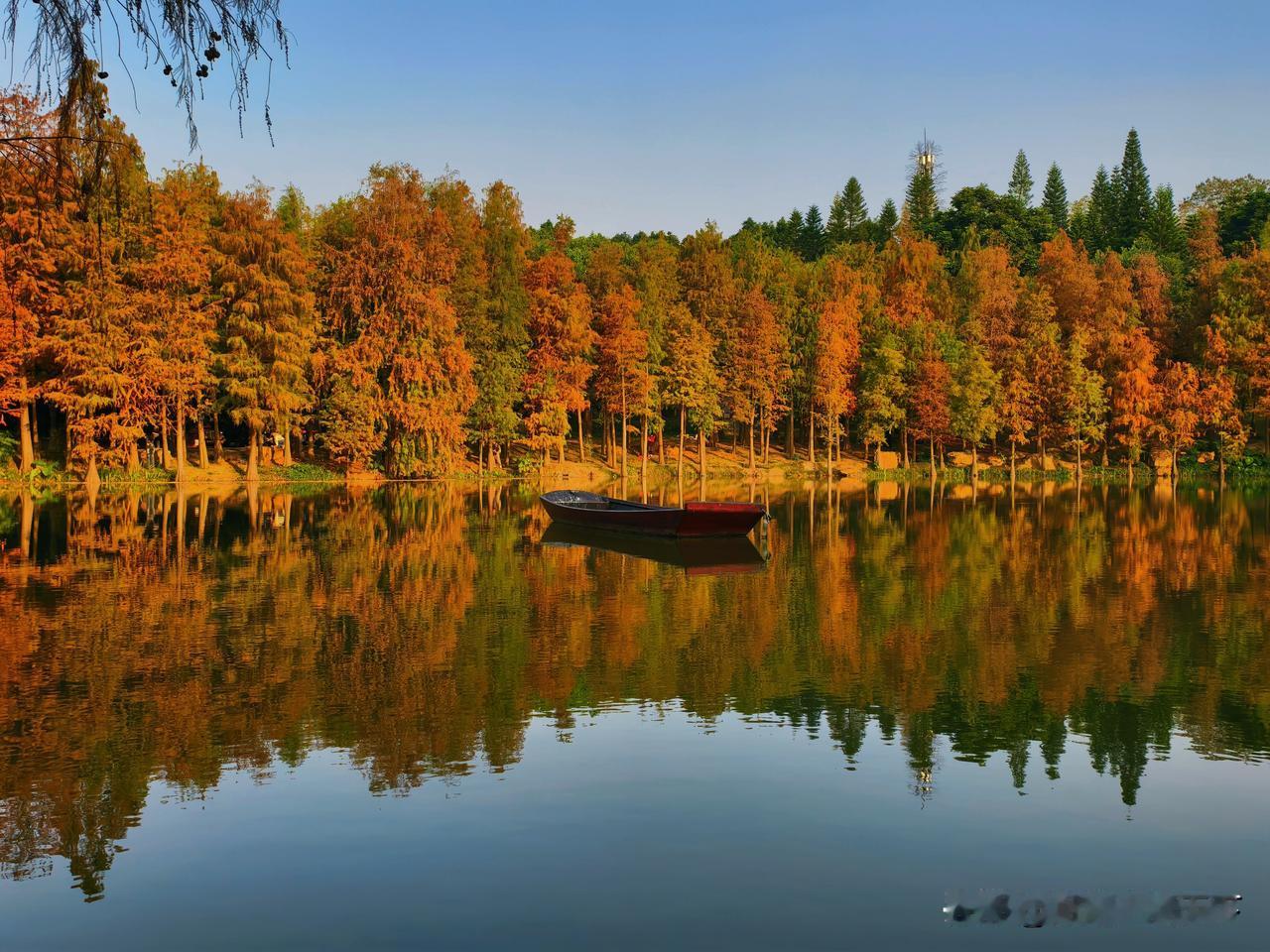 青秀山的落羽杉变黄了，你去拍了吗？