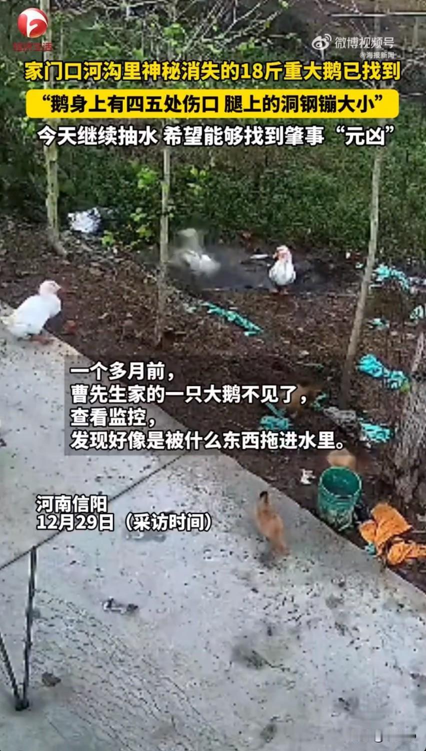 河南信阳最近出了件稀罕事，村里曹先生家一只18斤的大鹅，好端端在门口河沟边活动，