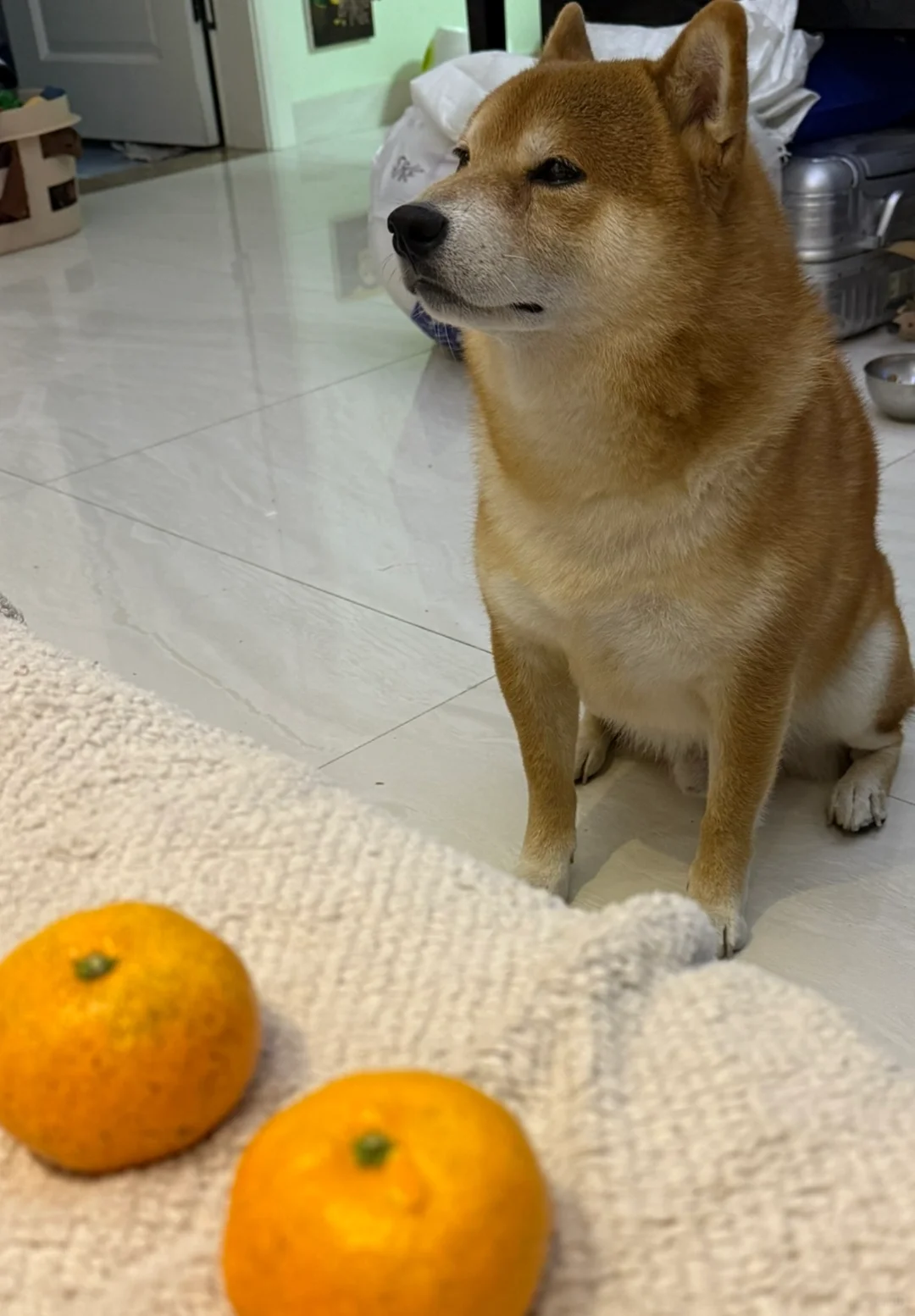 我一点不想吃橘子