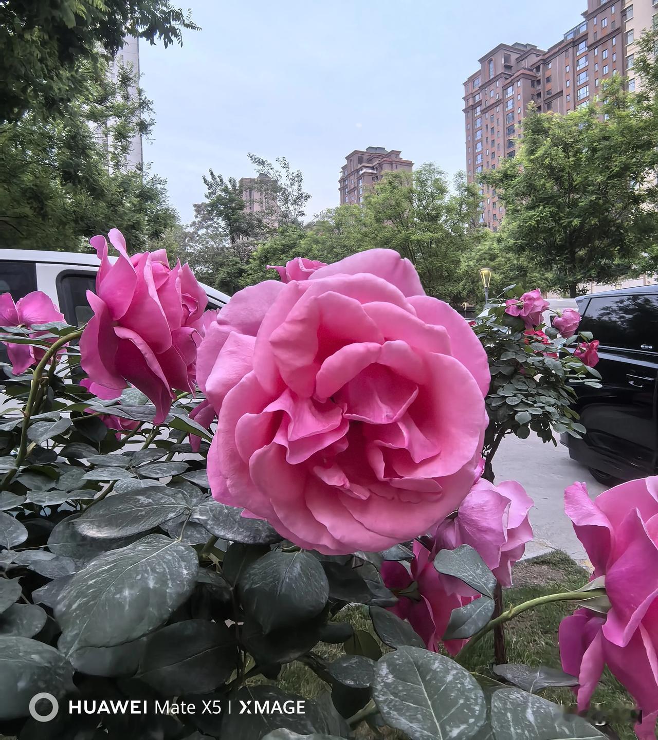 2026年4月29日下午，我在西影园区捕捉到了满园月季的绝美瞬间。那一朵朵月季花