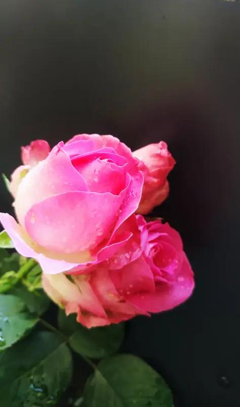 春日生活打卡季