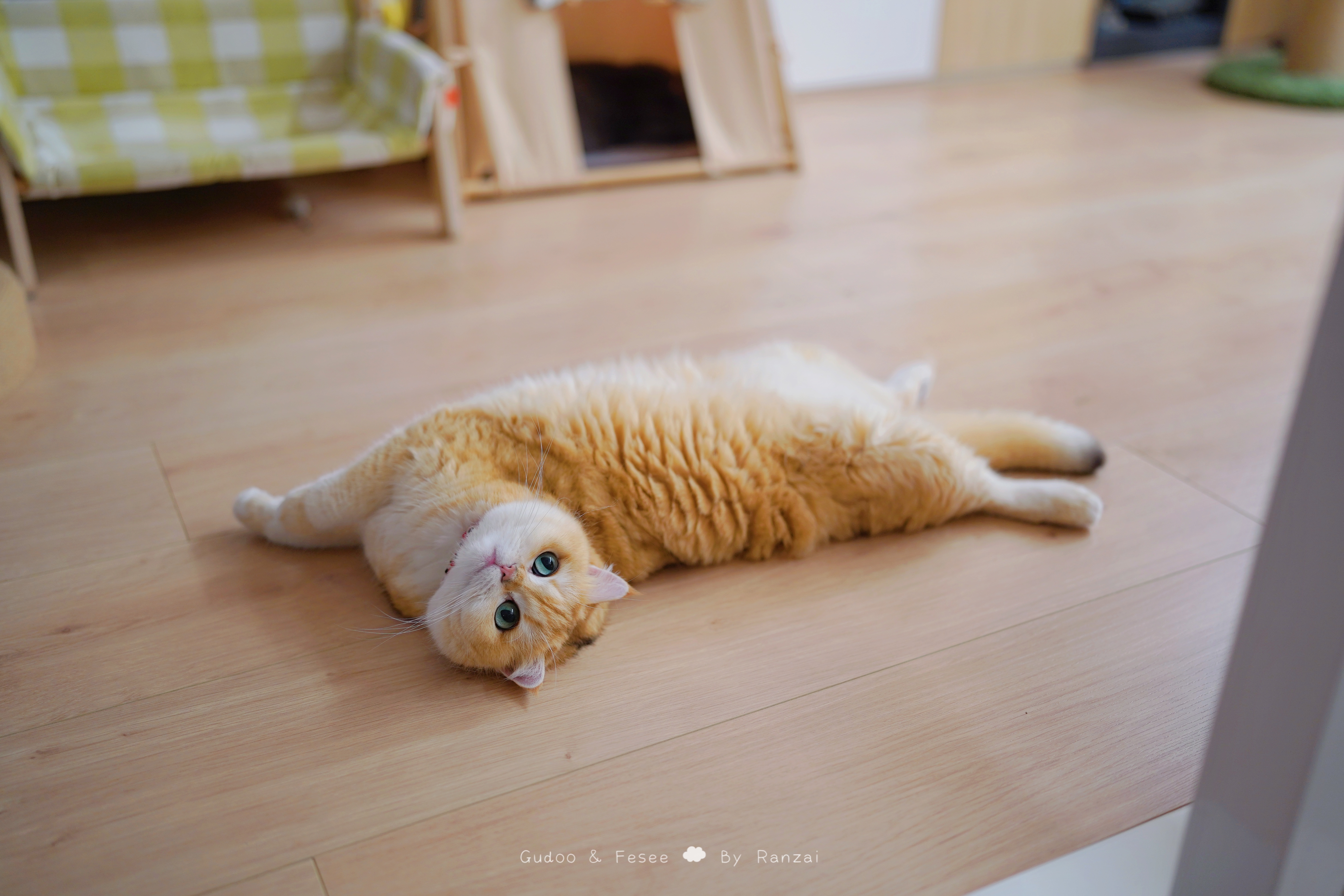 一条胖胖牛角包