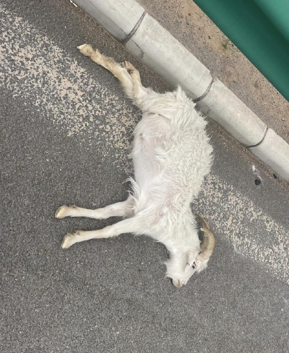 破防了！一男子开车，撞死一只头羊，赔了牧民1500元，他想把死羊拿走，牧民却坚决