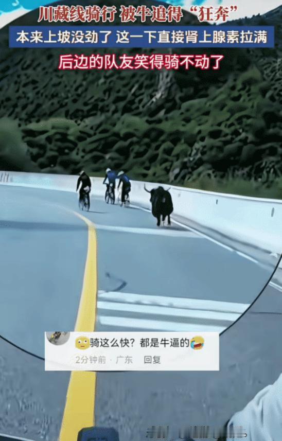 “笑不活了！”318川藏线西藏段，三名男子骑行，突然，冒出一头牛在后面追他们，由