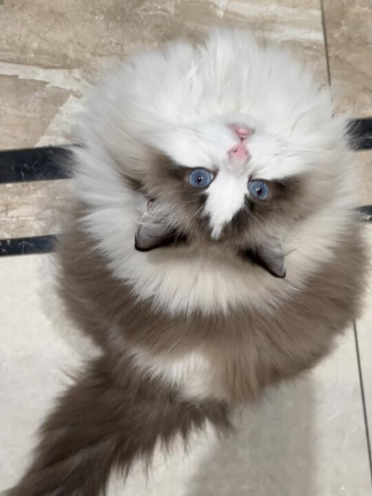 是圆圆的小猫呀🐱