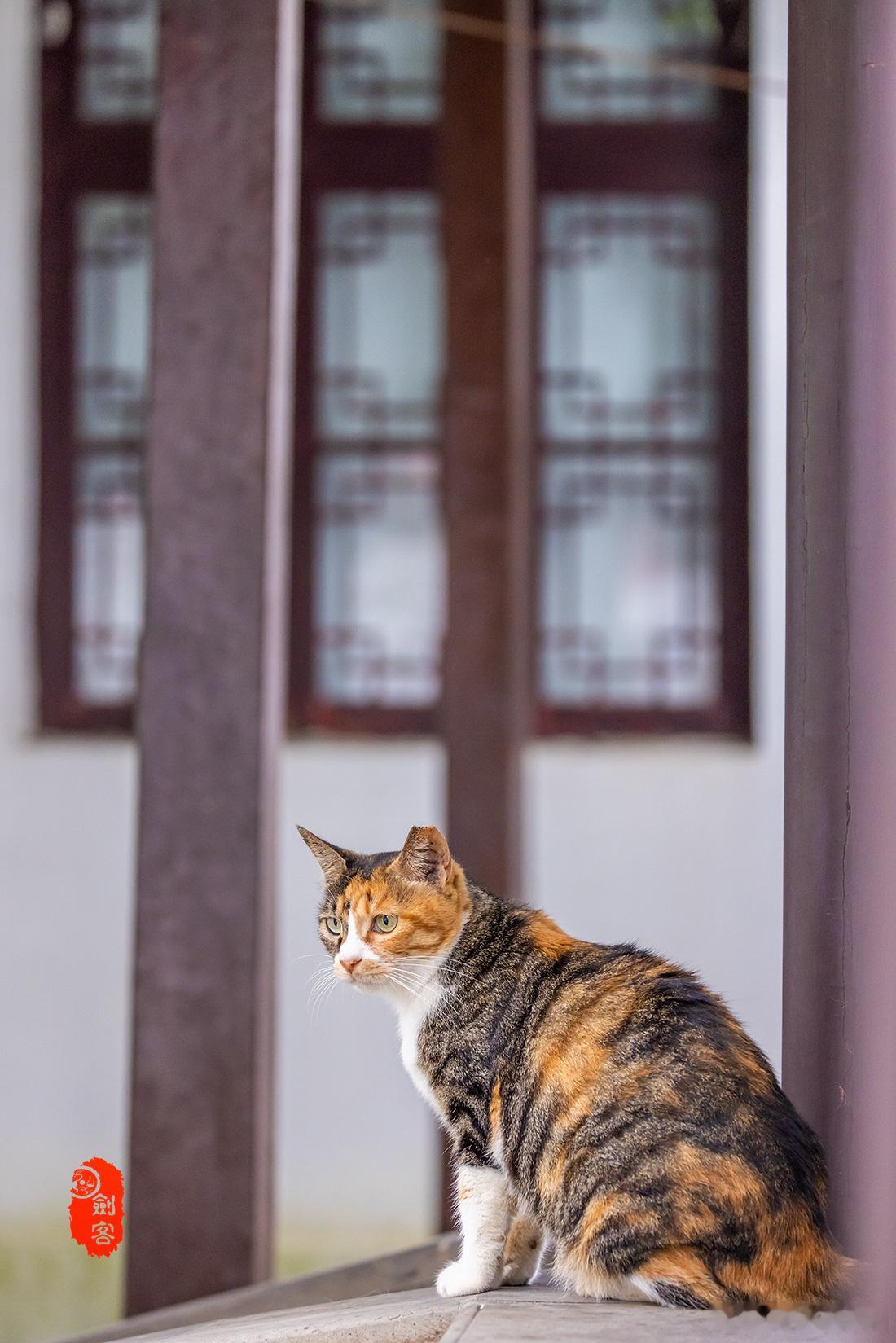 极美南京，秋日瞻园，不止桂花香，府猫、木槿、香橼、黑天鹅、凤头鸭...... 南