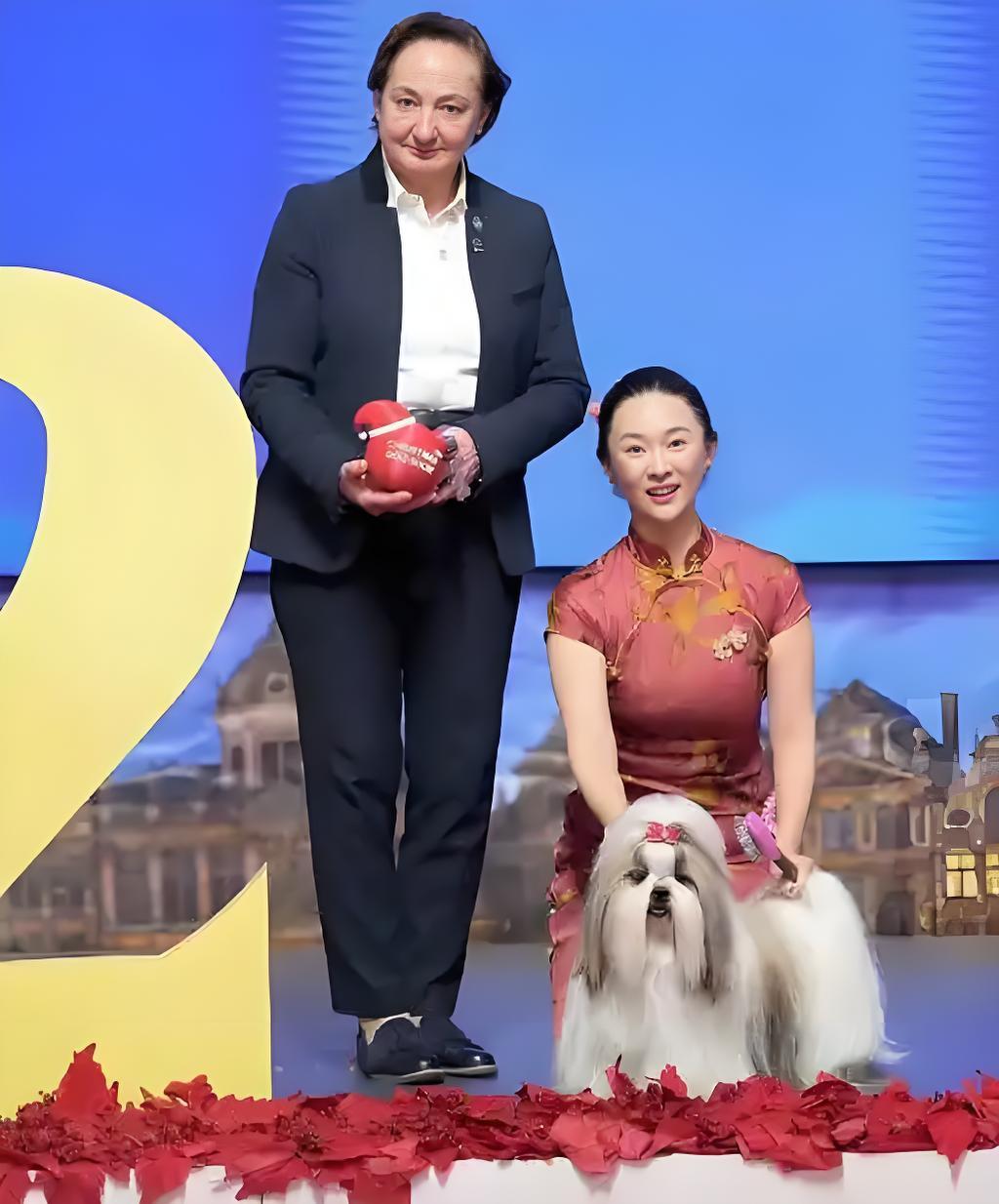 金毛、泰迪、哈士奇你肯定听过，那西施犬呢？是不是没听说过？

一只中国原生西施犬