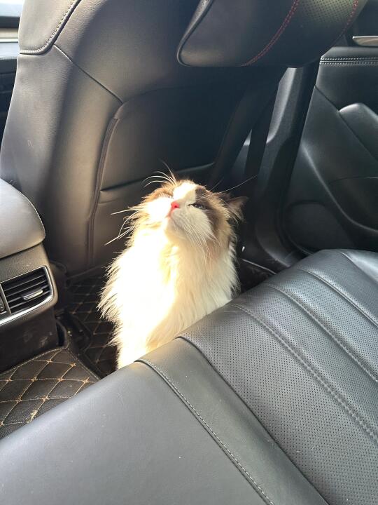 我的小猫闪闪发光💖