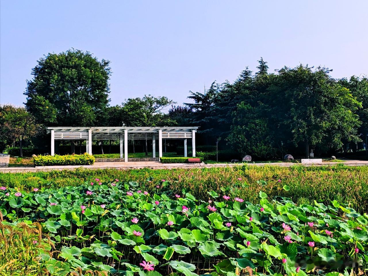 碧荷连天衬城郭，安阳夏日好山河。