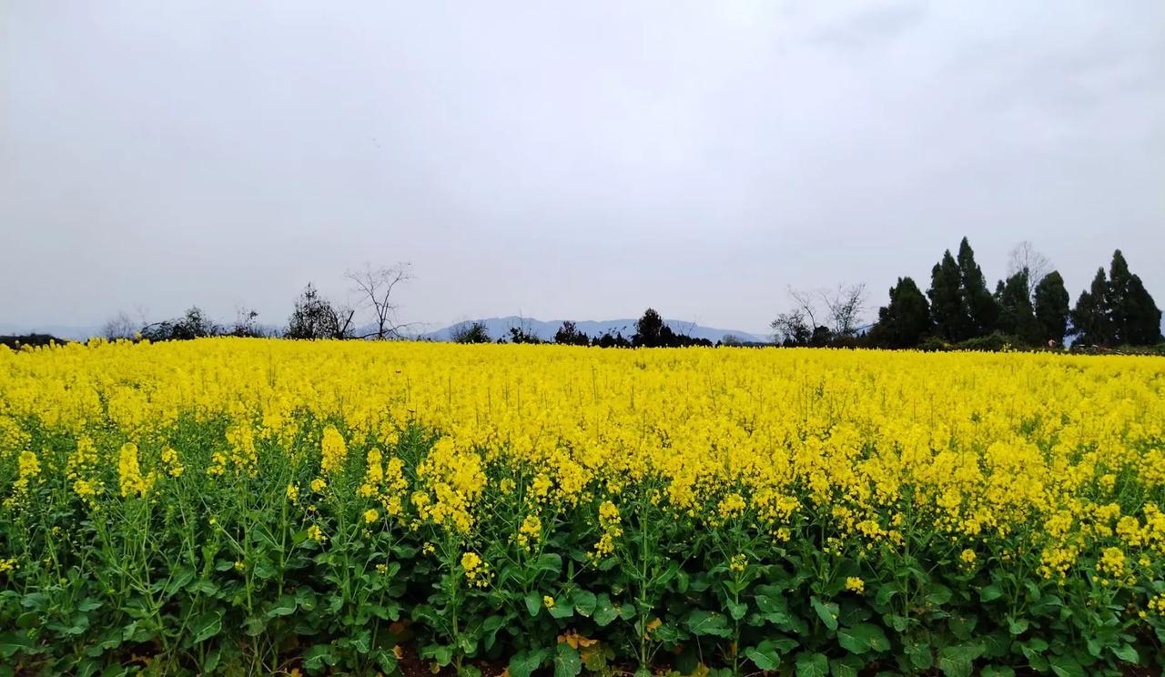 遍地尽带黄金甲

遍地菜花金色黄，
清风拂面嗅芬芳。
蝴蝶花萼翩翩舞，
蜂釆芳芯