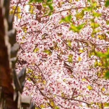 早安 攀登启示巅峰不在云深处，在每一步踏碎荆棘的足印里。真正的高贵是背负风雪仍向