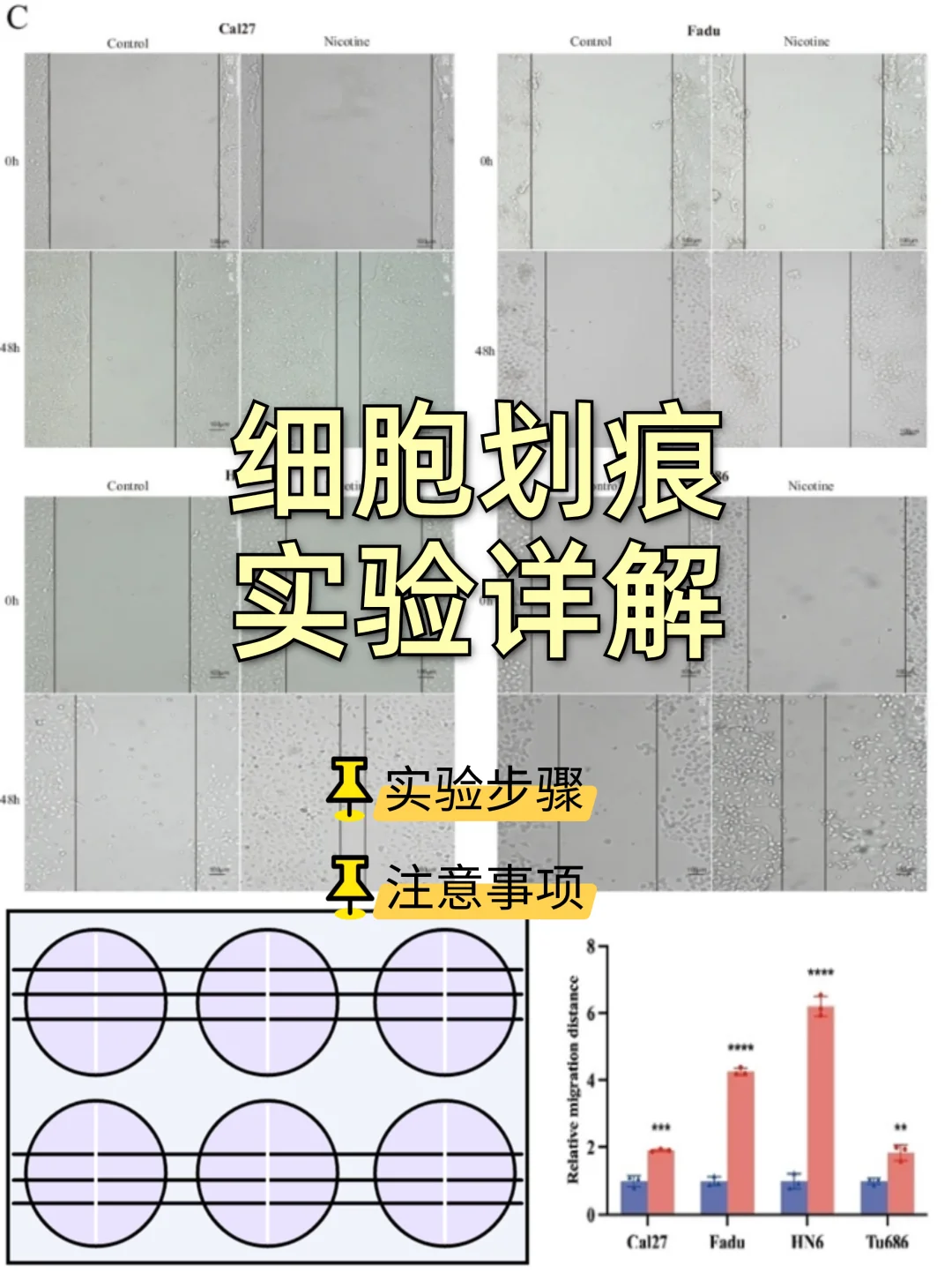 ⚡细胞划痕实验：揭示细胞迁移的秘密！