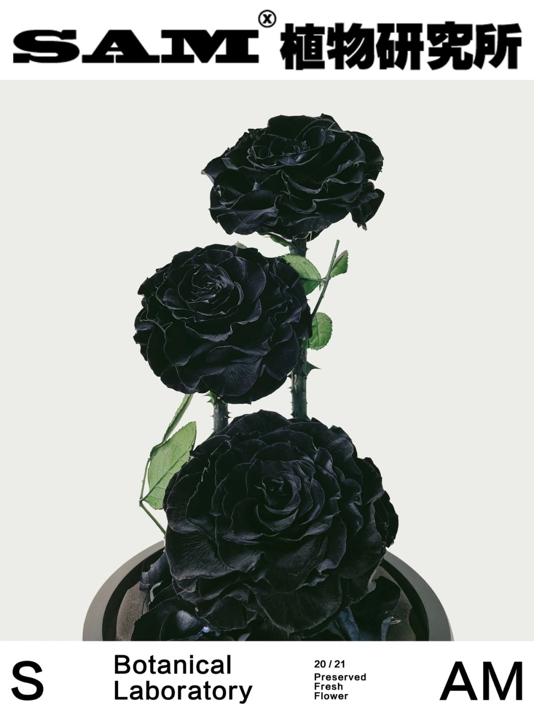 永生黑玫瑰｜Preserved Fresh Black Rose