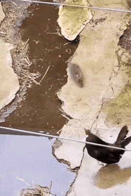 老鼠不知道公鸡的表哥是老鹰吗？吃了熊心吞了豹子胆了！老鼠误判公鸡实力被击毙吗老鼠