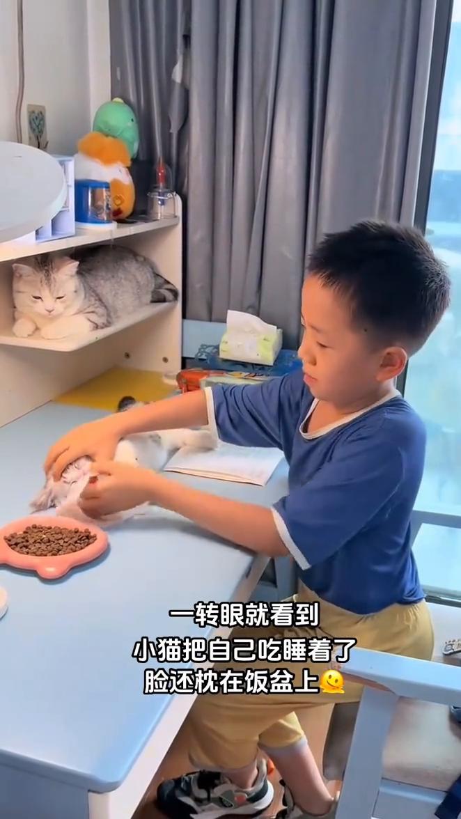 一转眼就看到小猫把自己吃睡着了，脸还枕在饭盆上，小心翼翼把脸移出来，好困，乖乖睡