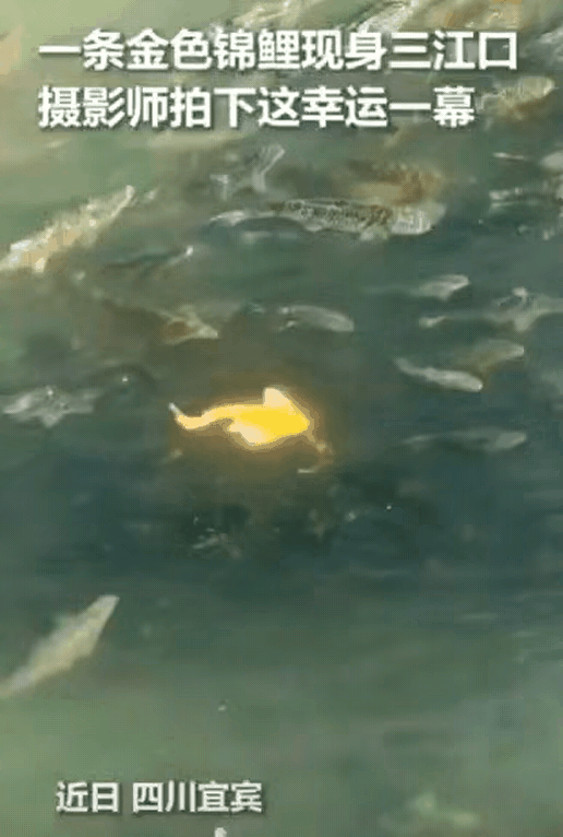 人民日报点赞！宜宾三江口惊现“游动的金箔”，见者好运的背后藏着真答案
 
“是阳