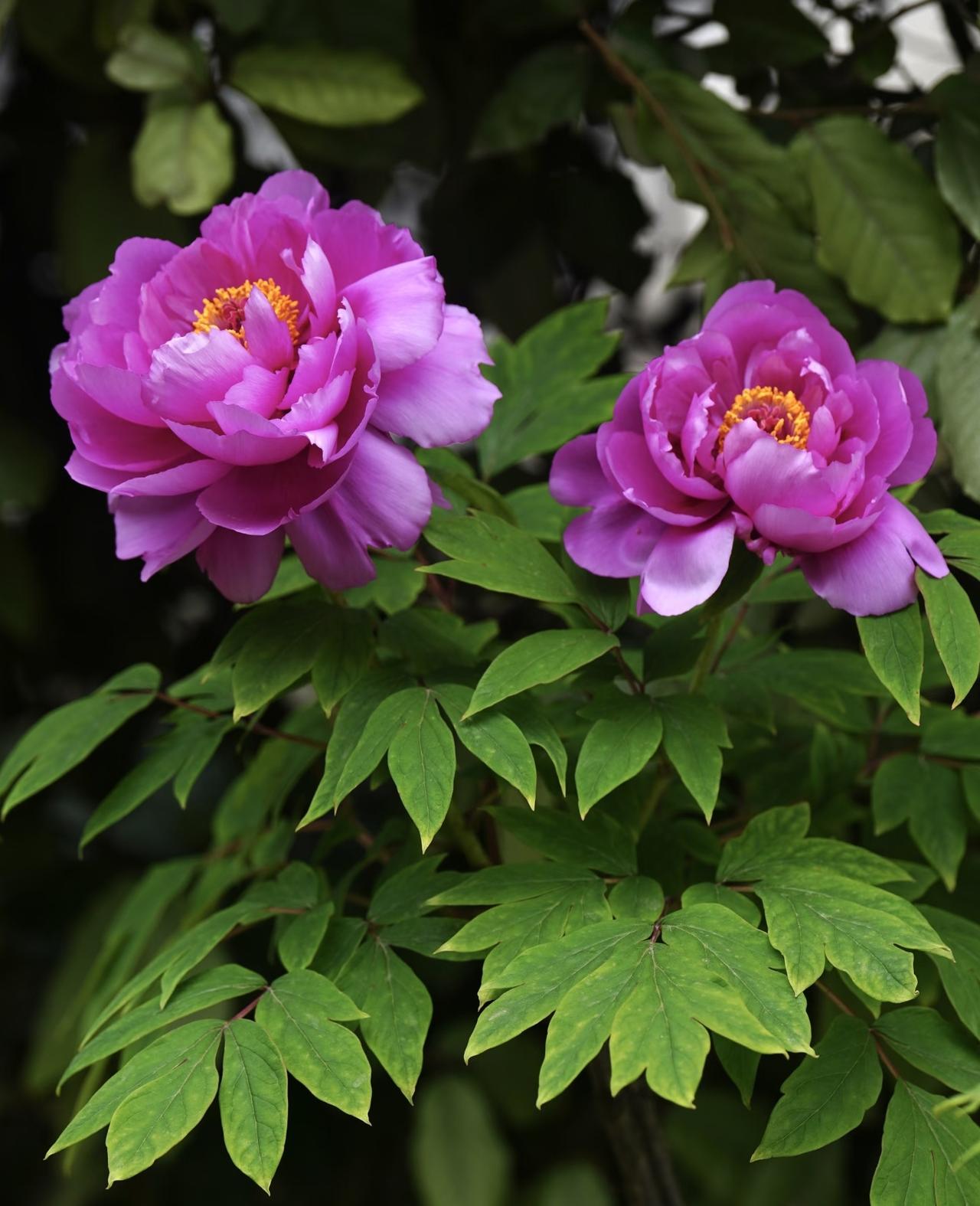 随手拍张照旅途中偶遇两枝粉牡丹，花瓣娇嫩欲滴，色彩明艳妩媚。花开富贵之姿，尽显国