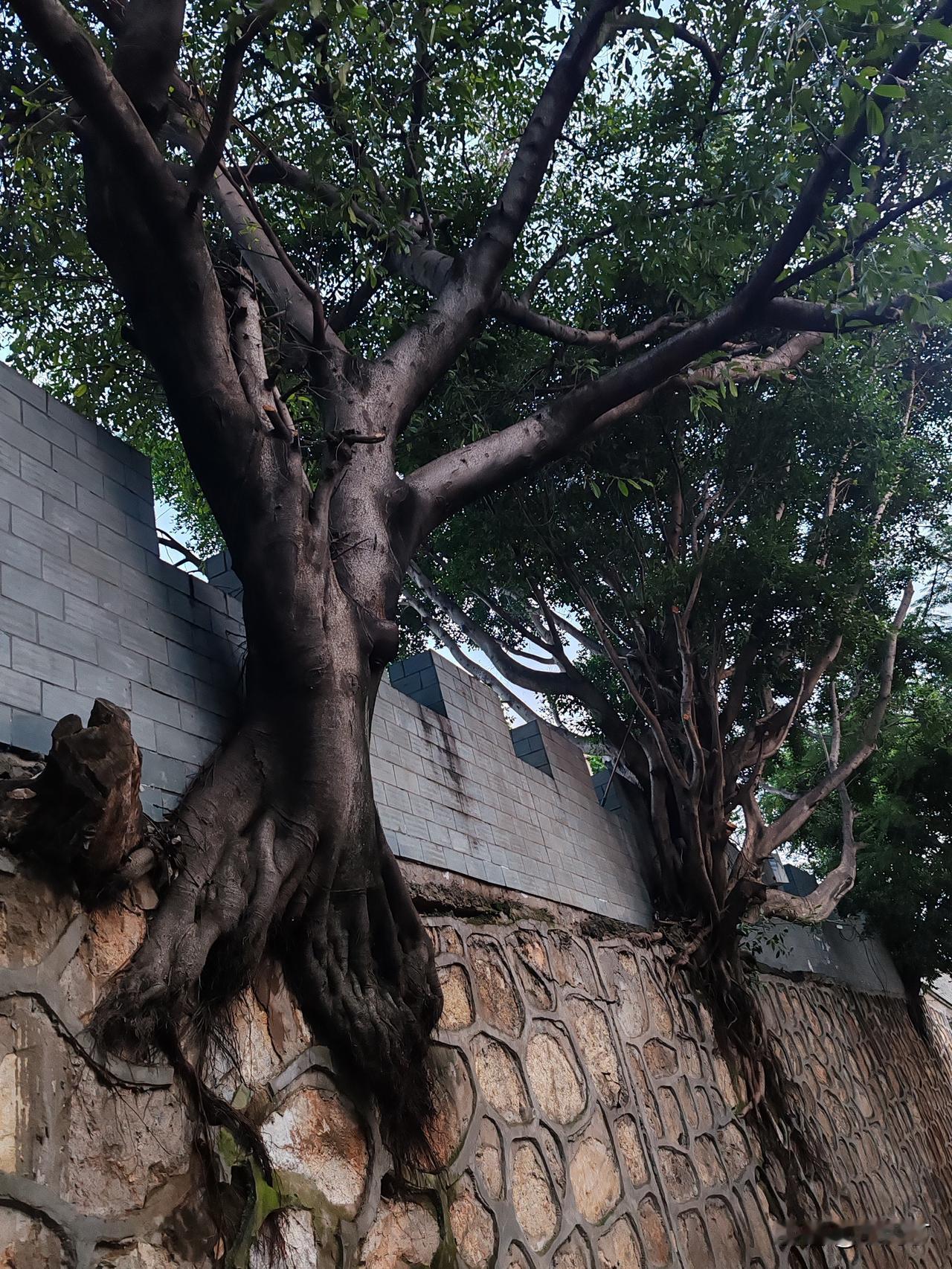 建水大板井-千年古泉，一城豆腐烟火
       从建水古城幽深街巷穿行而出，一