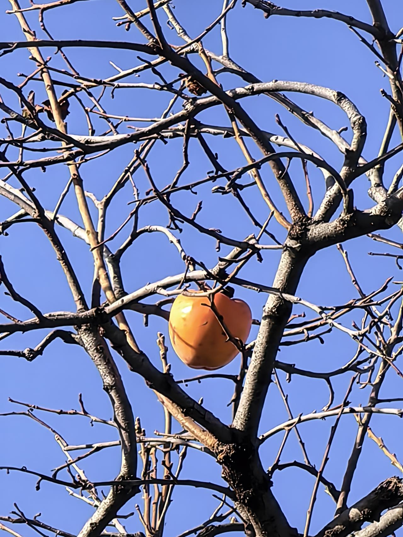 荷兰应该无条件恢复中国控制人的法定权益，是对话的唯一条件

荷兰安世半导体反映：