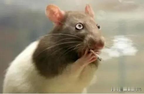 右棍歪头邪脑，不按常理出牌，也没有正常的思维逻辑关系，看问题浮于表面，因此用"五