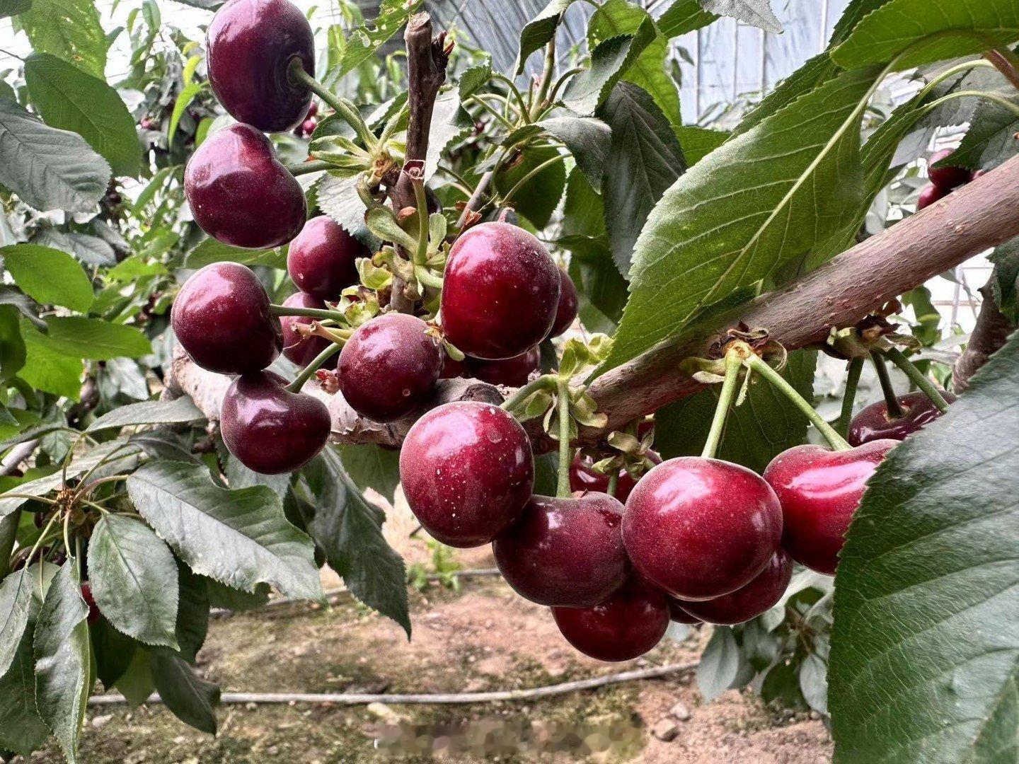 #新疆果巴#🍒新疆阿克苏大樱桃樱桃园地处塔克拉玛干大沙漠边的绿洲上，经受着南疆