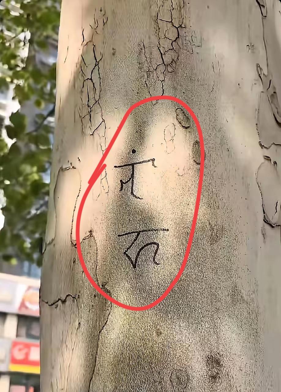 有不少网友爆料，在一些树上可以看到一些神秘符文，不知道啥意思。
看着像象形文，又