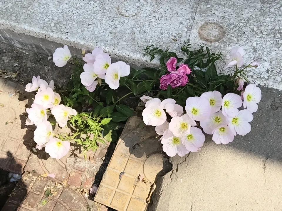 美丽月见草
无意中掉落的花籽，在屋檐下盛开美丽！
这就是无心插柳柳成荫吧。