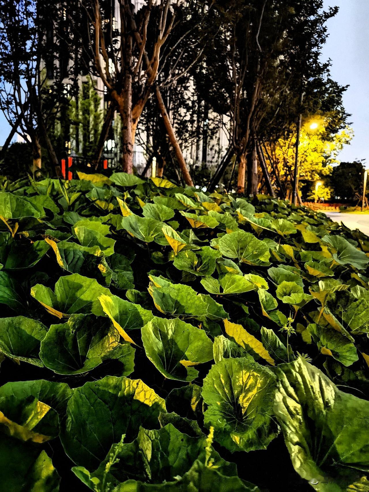 雨后游园，草木清醒。

昨天下了一整天雨，傍晚终于停了，推开窗，空气像被洗过一遍