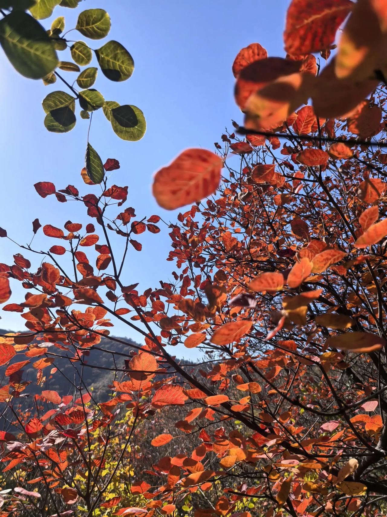 今天爬香山，袁老师下山的时候说咱从哪个岔路口走，要不就迷路了，我说不用管哪个岔路