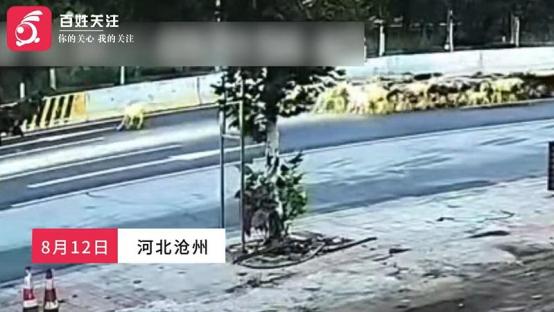 河北沧州，一名男子赶着50只羊在国道上逆向行走，没想到一辆大货车迎面驶来，当场撞