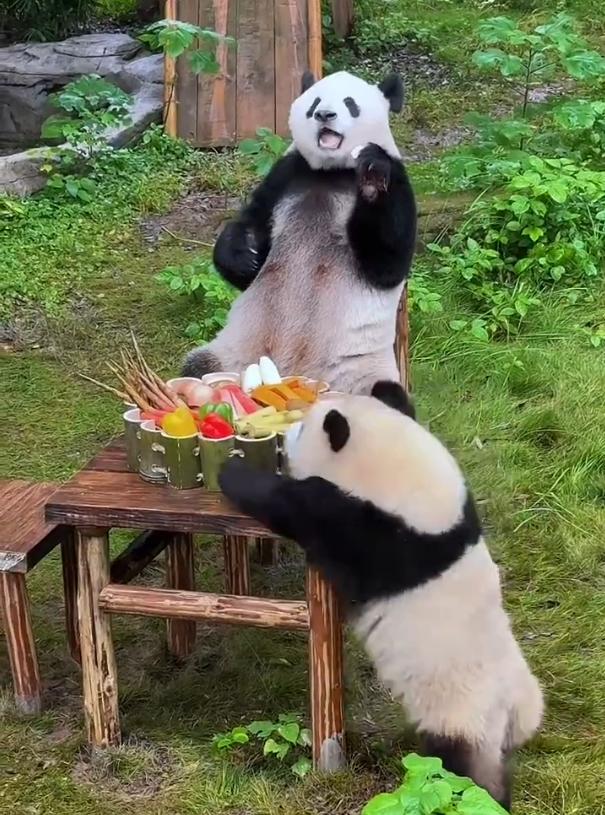 谁能拒绝为了一顿果果火锅，绕着桌子转圈圈的熊猫呀！这小家伙简直把 “仪式感” 和