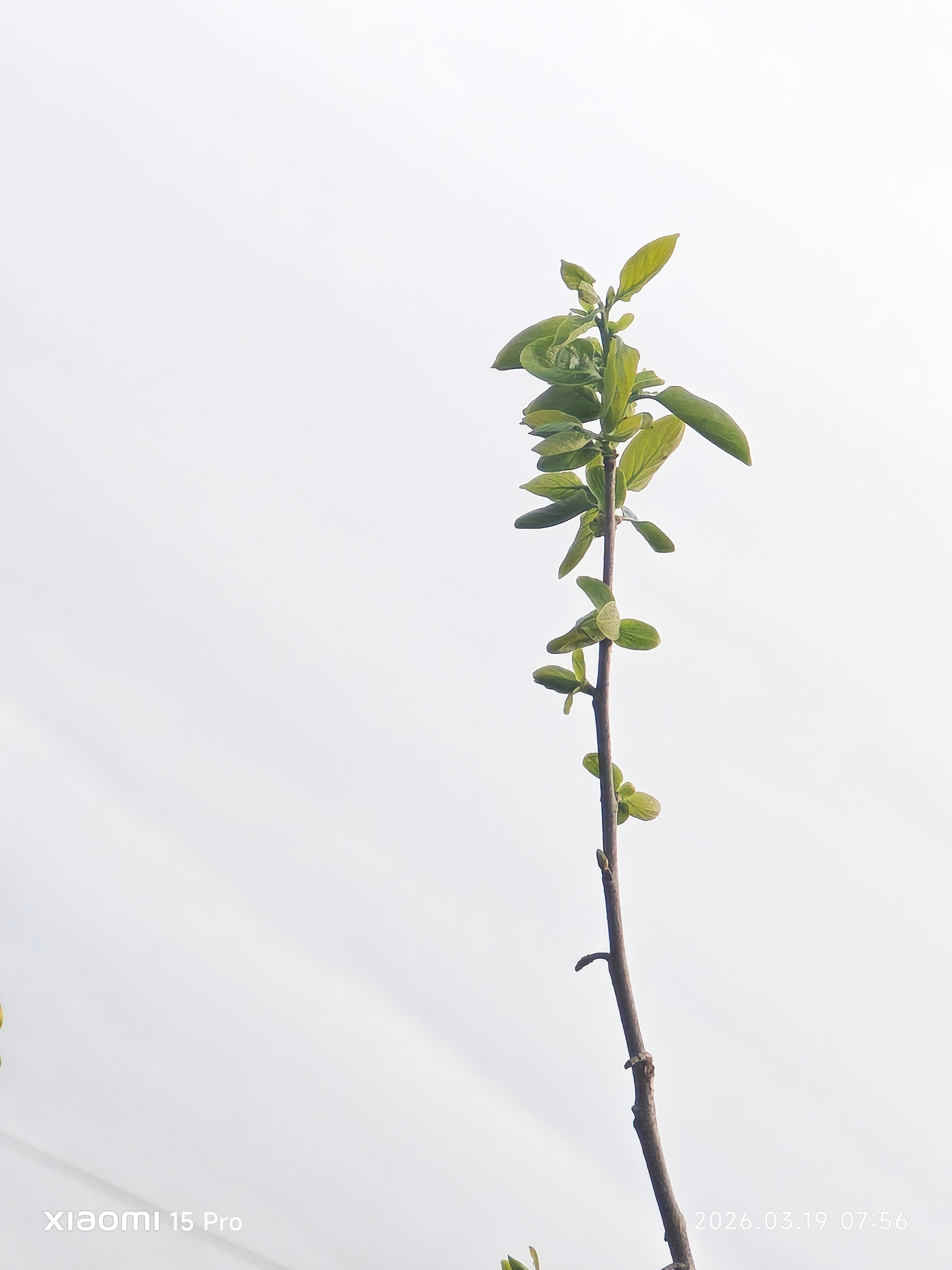 二月二龙抬头，枝丫凝嫩黄，是春天落笔的温柔底色。 