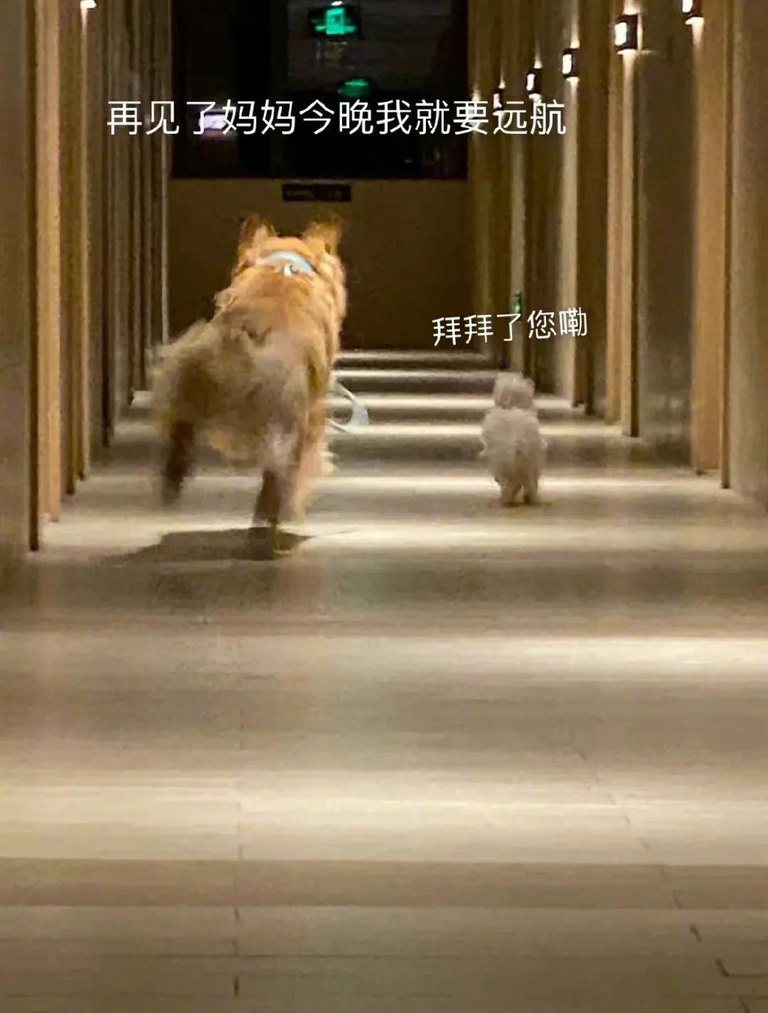 当主人出门磨磨唧唧，狗狗觉得还是自己遛自己比较靠谱！