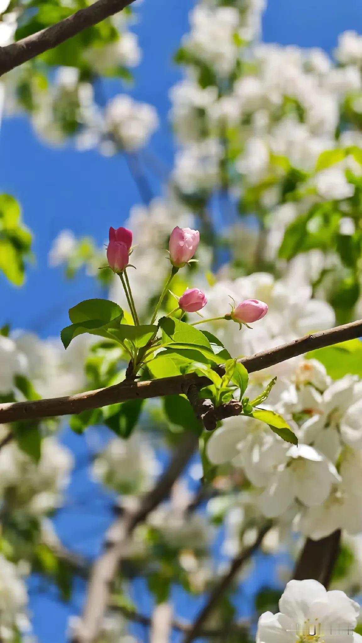 养生专家说:
如果你随便吃几天东西，肚子就开始变大。手臂不显胖，大腿不显胖，肩胛