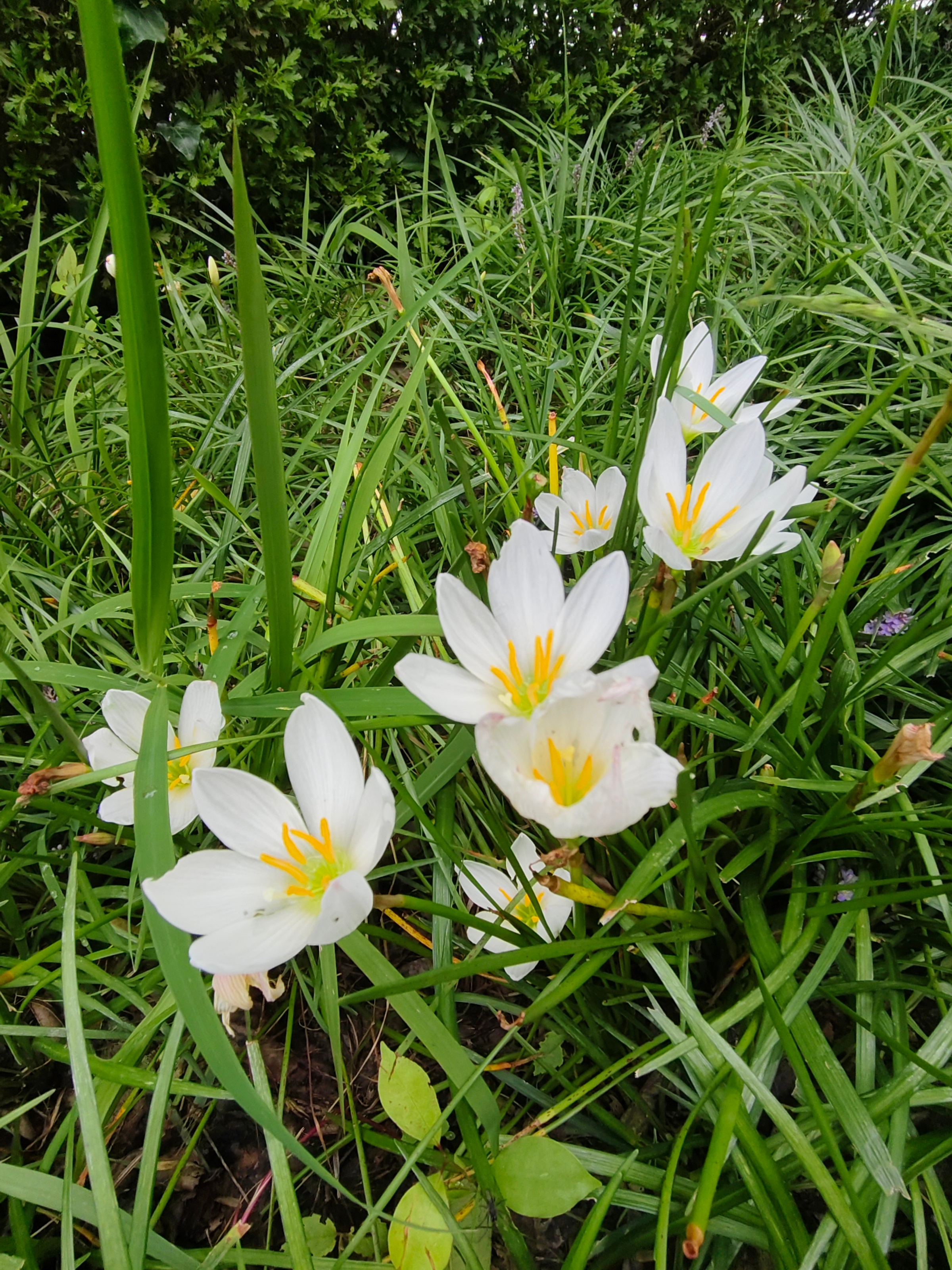 昆明 风雨中的小花花 安宁·宁湖公园