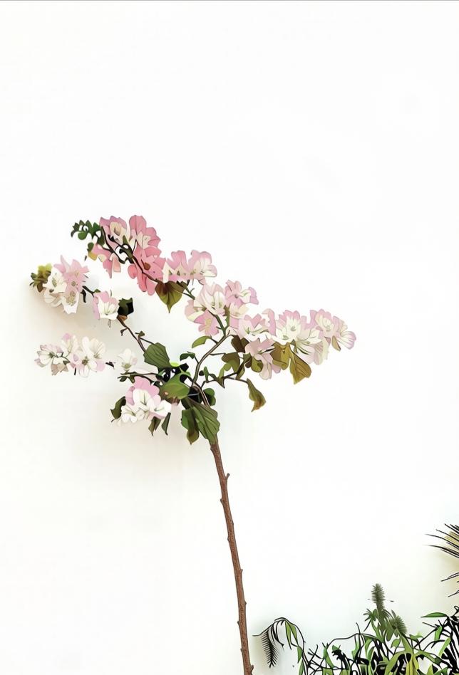 路边的一株三角梅，简简单单，不见多余缀饰，在白墙的衬托下更显清新脱俗。