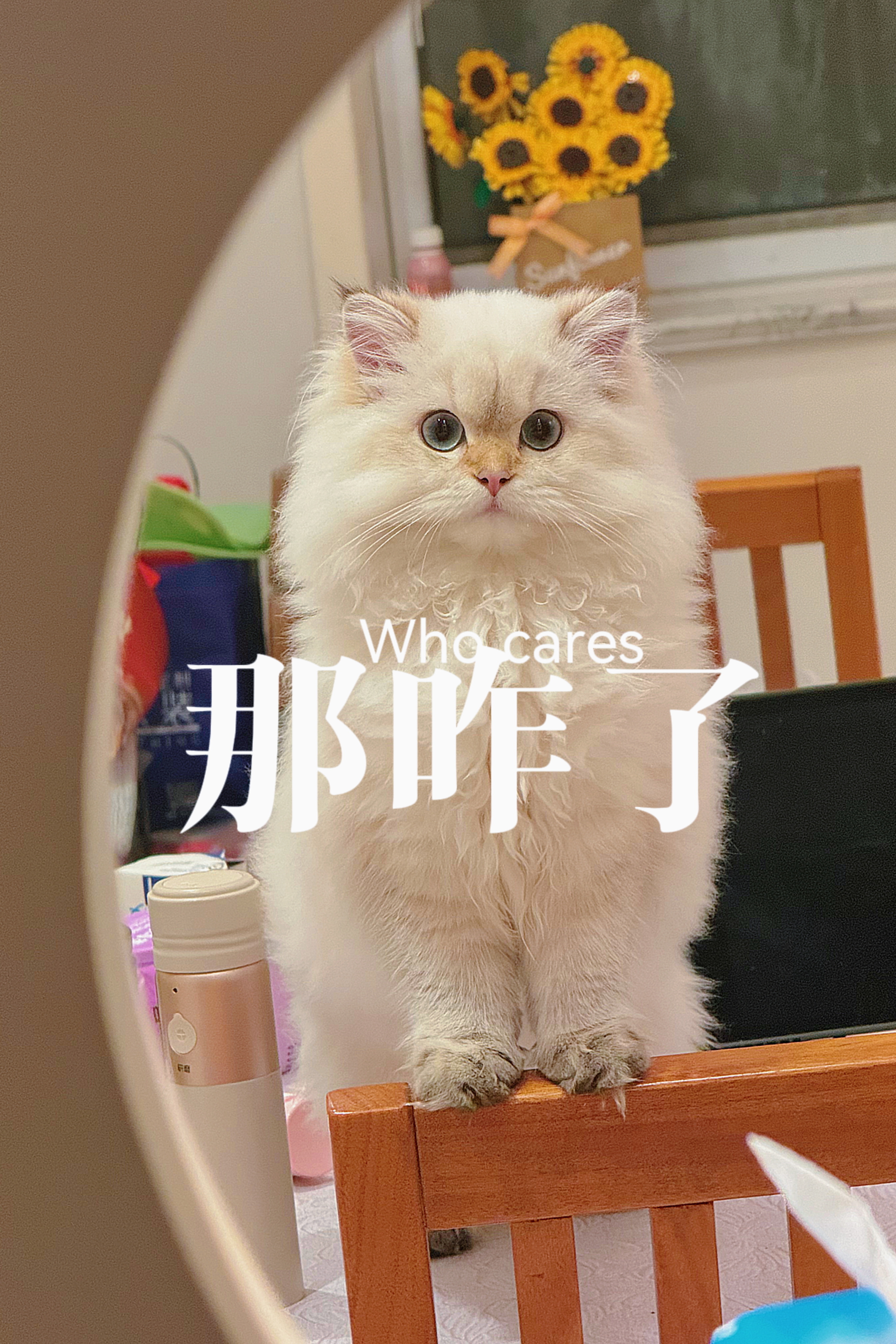 英国短毛猫  英国长毛猫  英短[超话]  金点[超话]  金点色  金点  香