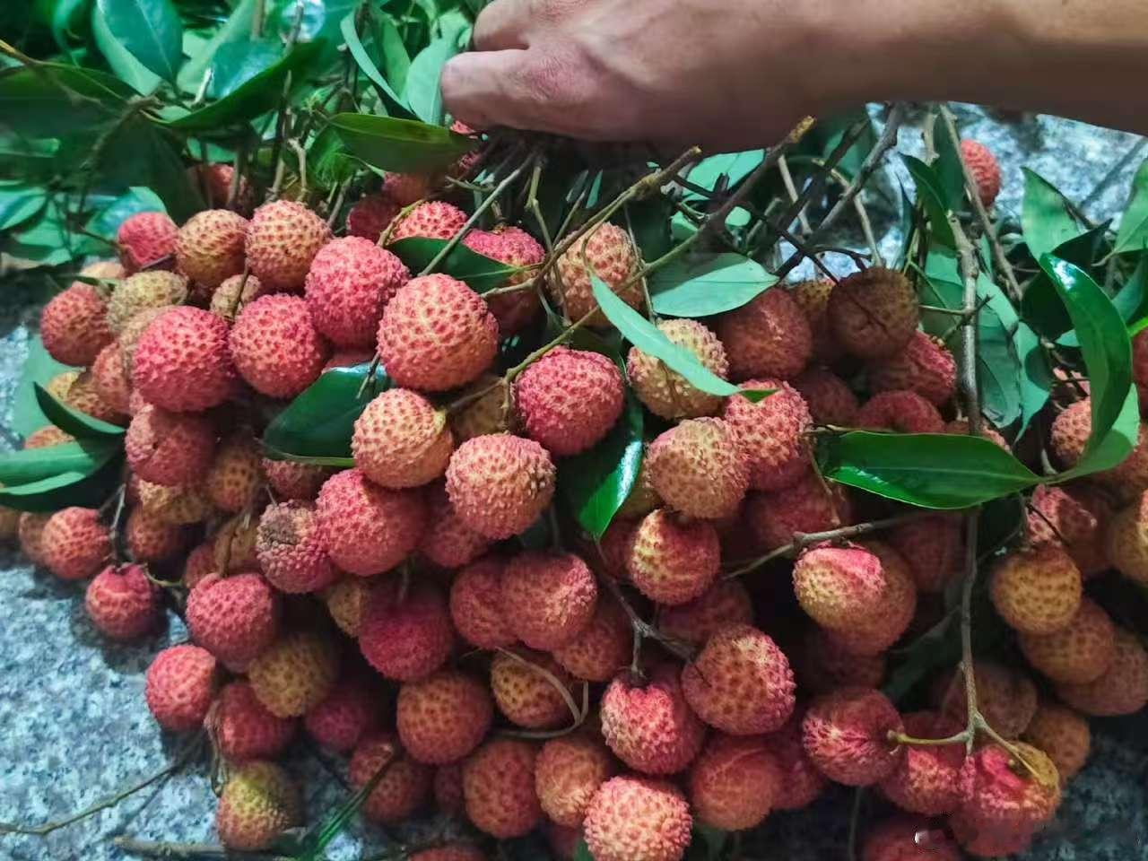 合江人的第1口荔枝 全世界纬度最高的荔枝乡 —— 合江，年降雨超 1000 毫米