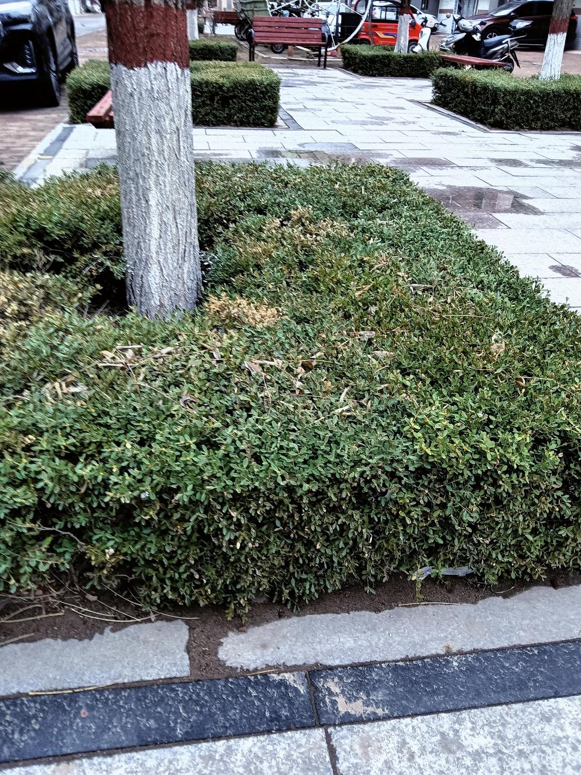 城市绿意盎然，树影婆娑，静享片刻宁静。