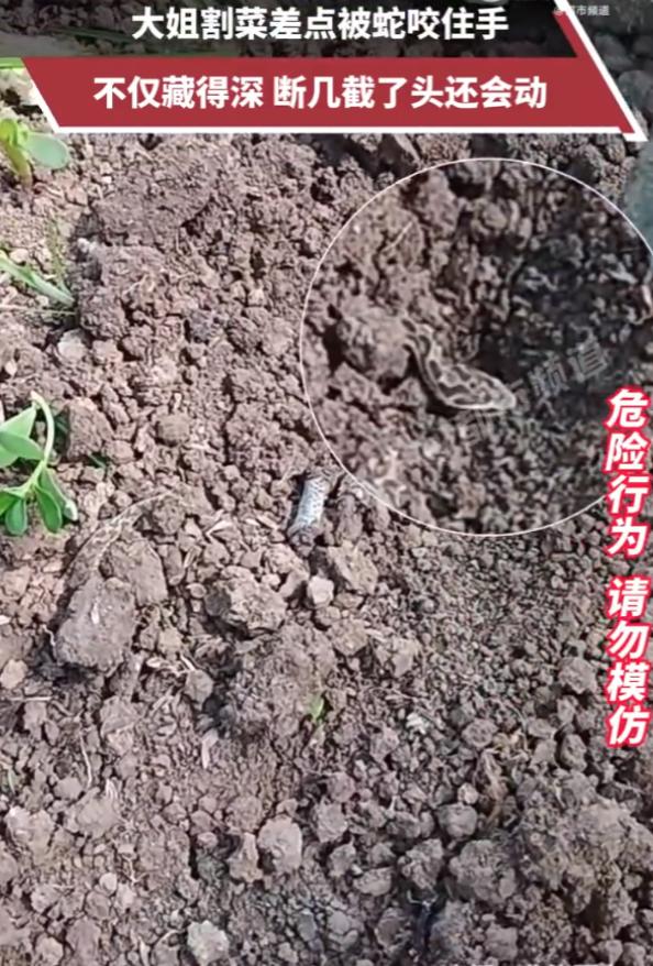 太恐怖了！安徽一名女子在家门口的菜地割菜，本来只是日常务农的普通小事，没想到差点