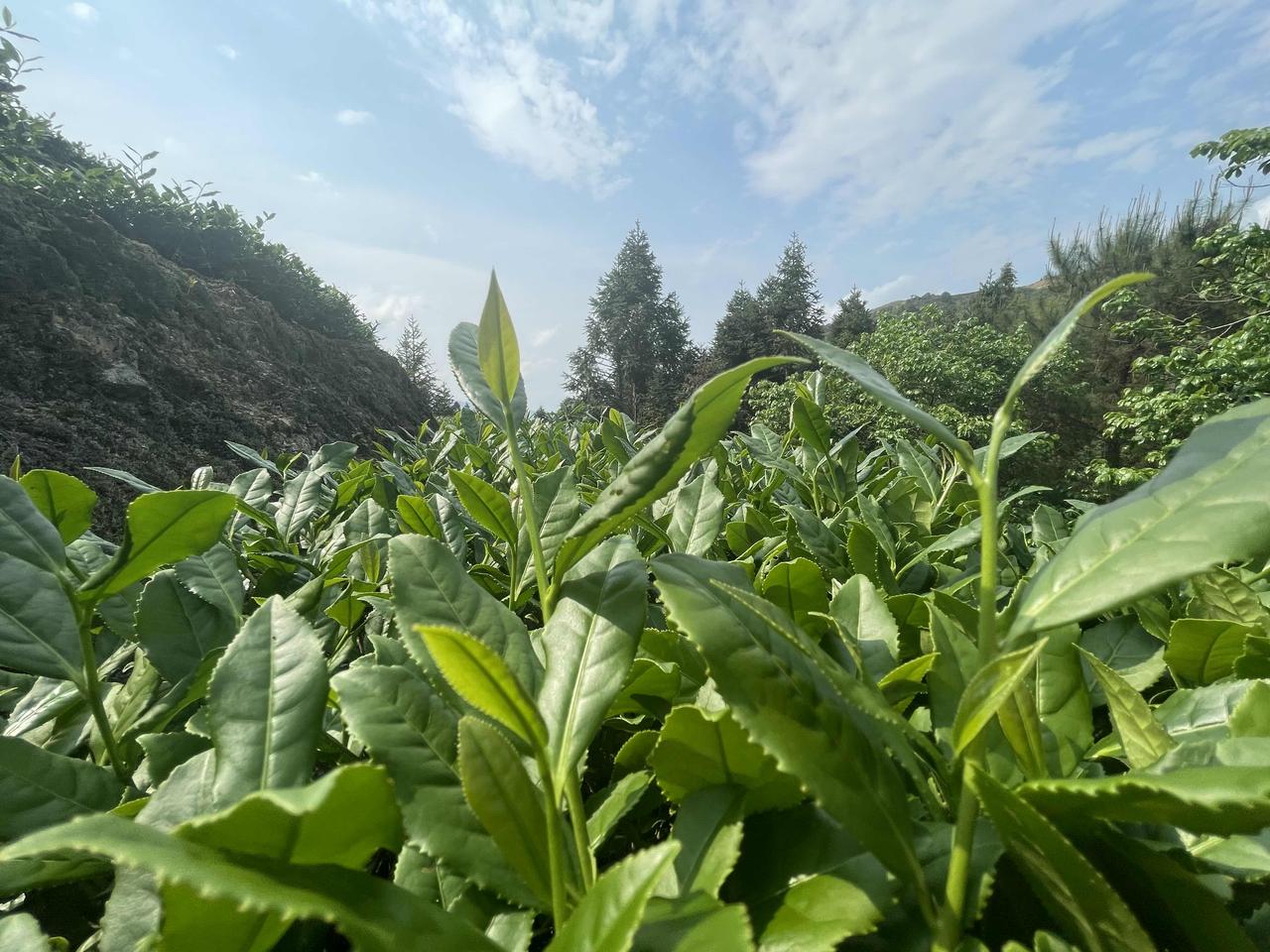 春风拂过枝头，花开满径，连风都带着温柔的暖意。出门走走，看草木抽芽，听鸟鸣清脆，