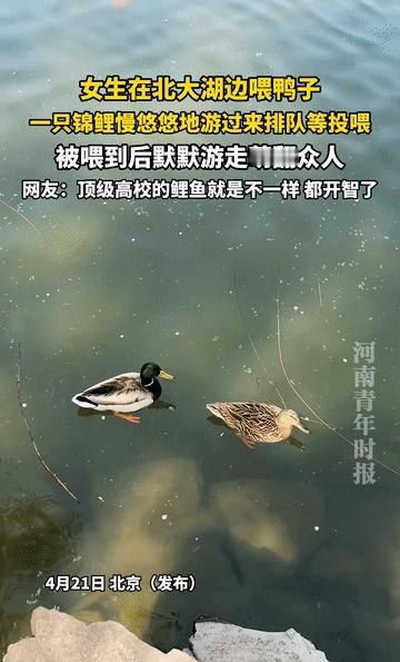 北京有个女生，在北大湖边拿面包喂鸭子，可有意思的一幕出现了：一只圆滚滚的黄色锦鲤