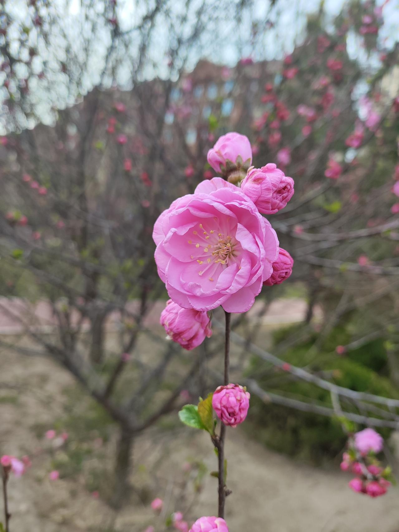 春日生活打卡季希望家人健健康康，父母身体康健，孩子学习努力，自己挣钱多多。哈哈！