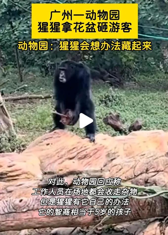 离谱！广东动物园猩猩拿花盆砸游客，园方甩锅：智商堪比5岁娃，管不住！前科早已砸伤