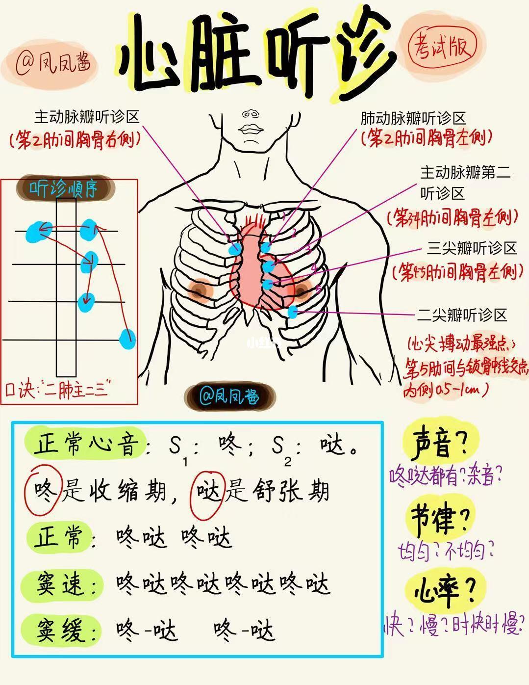医学生笔记📝1分钟掌握心脏听诊 建议分享🔥