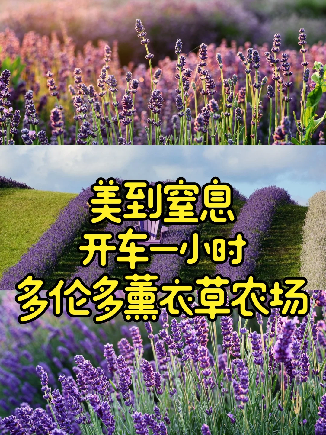 🐴住❗多伦多附近薰衣草农场要开了🔥